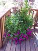 gallery/small/0 (6)-Landscapers-Bellevue-Idaho.jpg